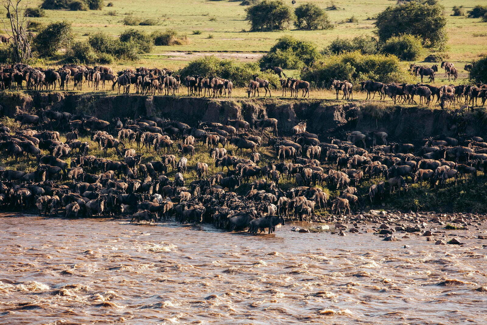 Days Wildebeest Migration Safari From Arusha African Traits