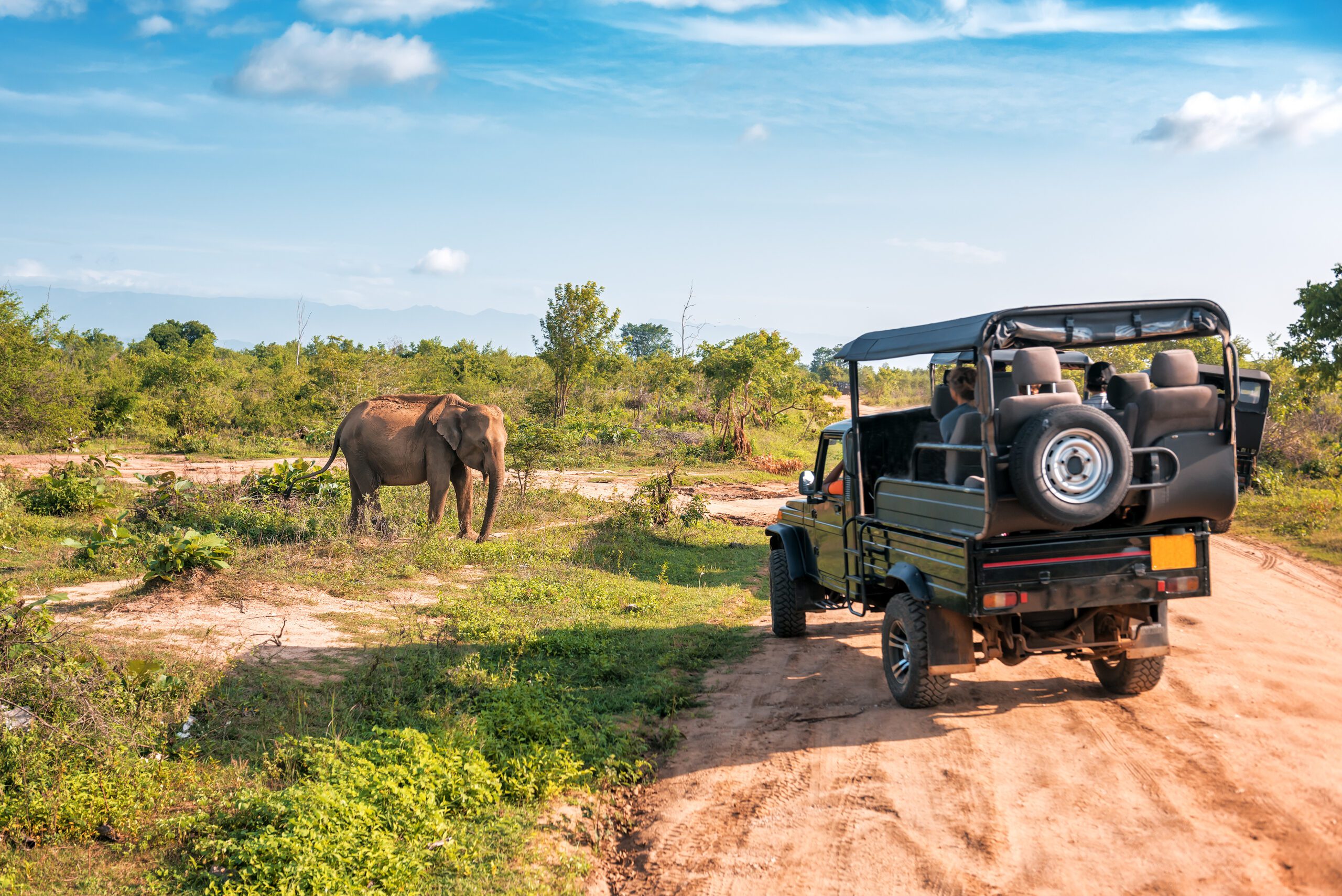 eco safari tours