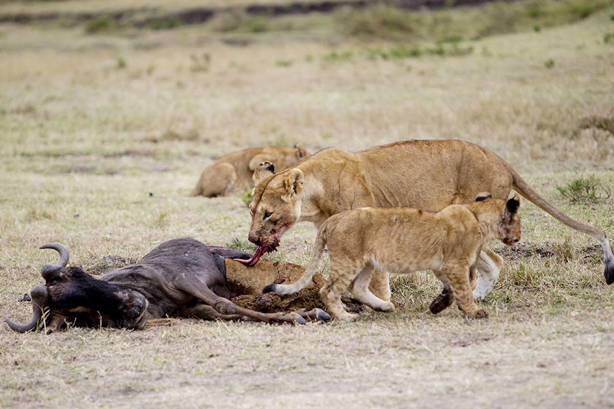 Serengeti National Park - African Traits