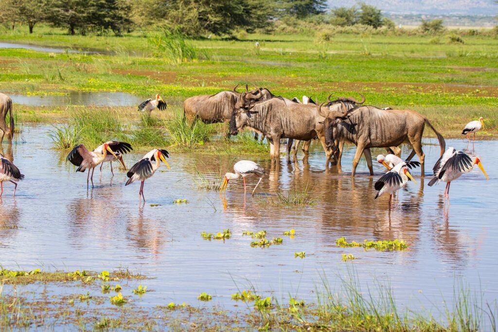 Lake Manyara