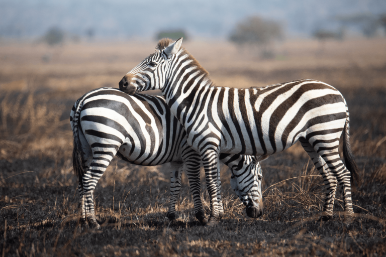 Picture of Zebras at Serengeti