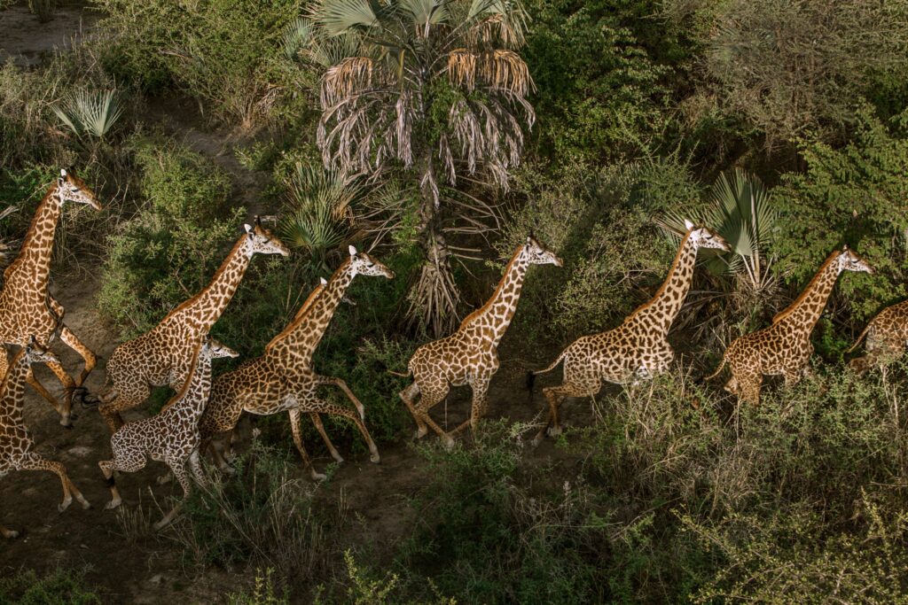 Giraffe at Lake Manyara