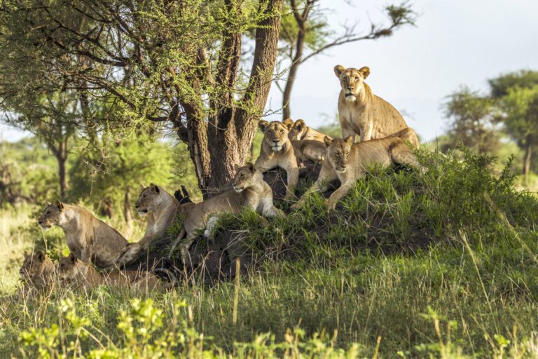 Hero image for Lake Manyara