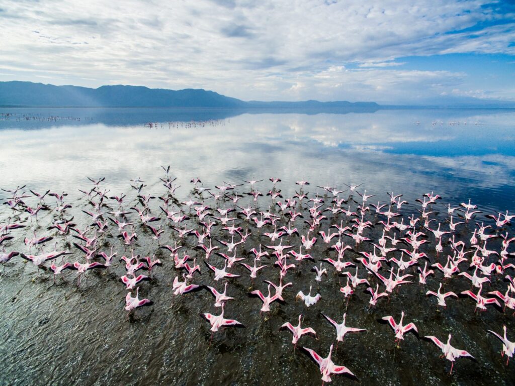 Birds flying at Lake Manyara