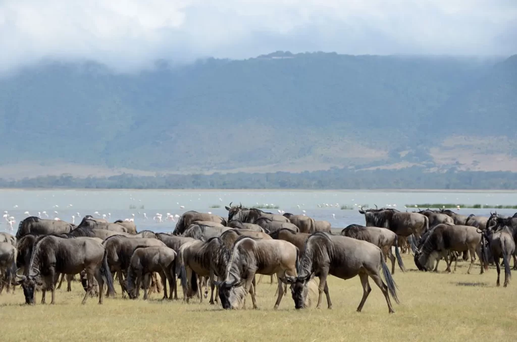 Wildebeest at Ngorongoro crater