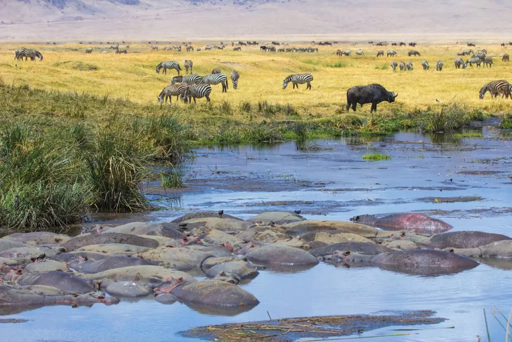 Many animals at the crater