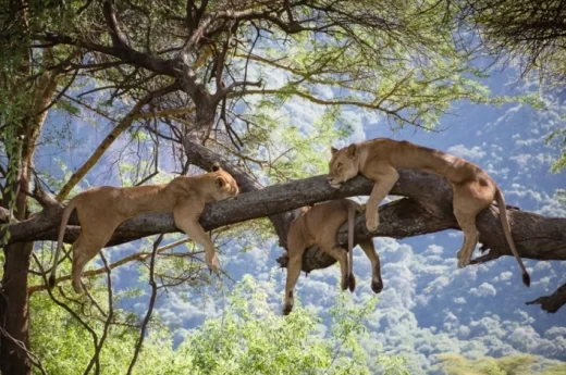 Tree Climbing Lions