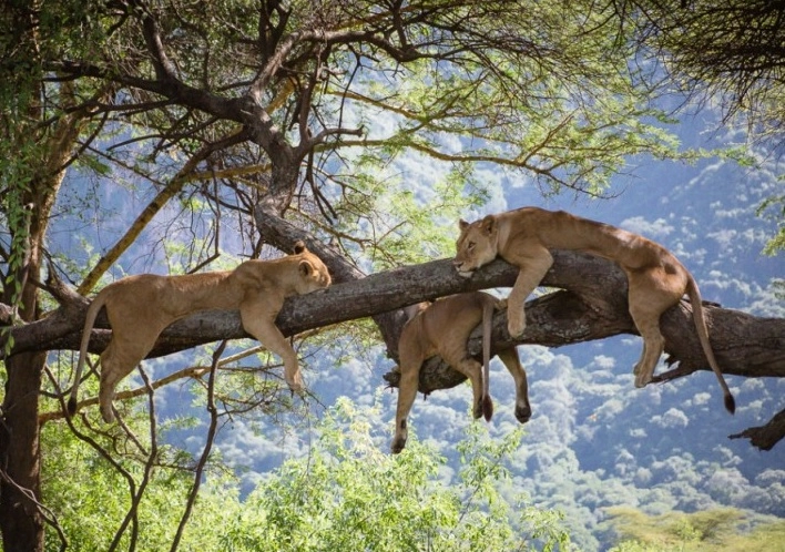 Tree Climbing Lions