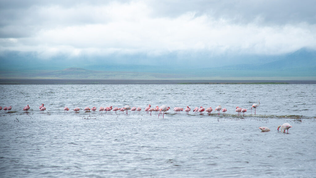 Birds at Ngorongoro crater