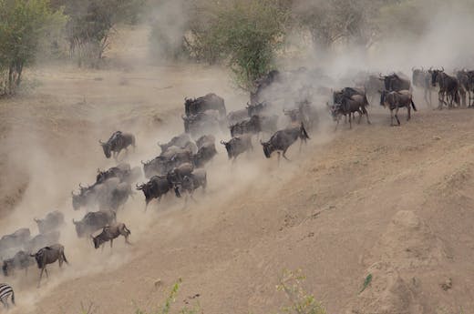 Herd of Wildebeest Running Wild