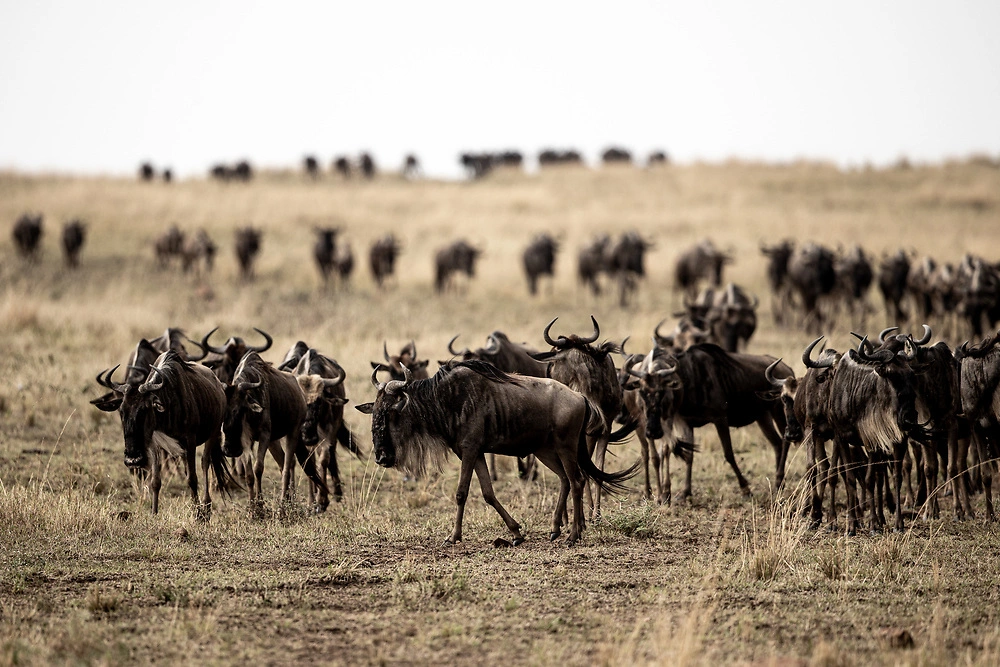 Masai Mara NP