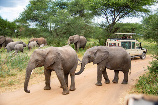 Tanzania Wildlife Safari