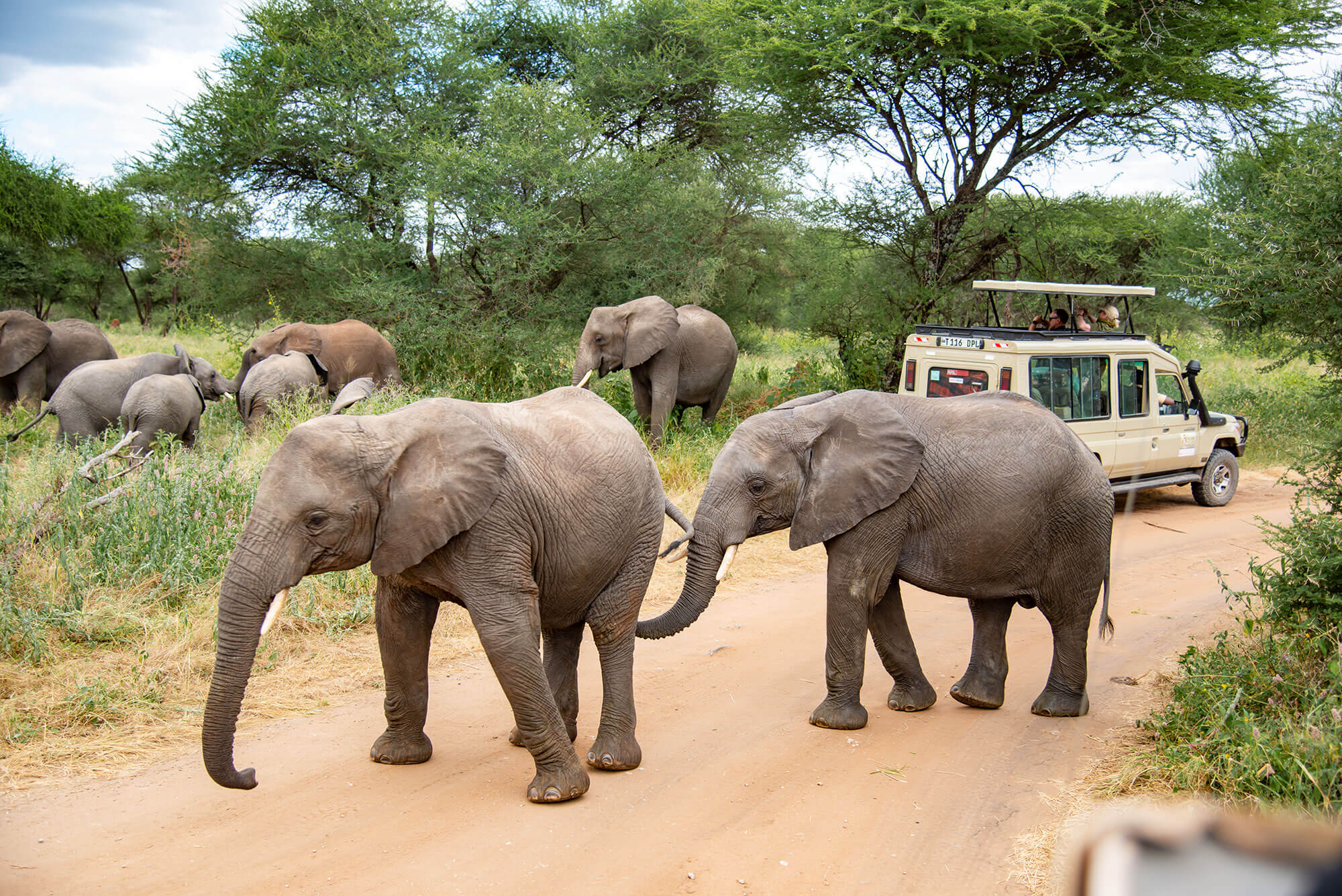 Tanzania Wildlife Safari