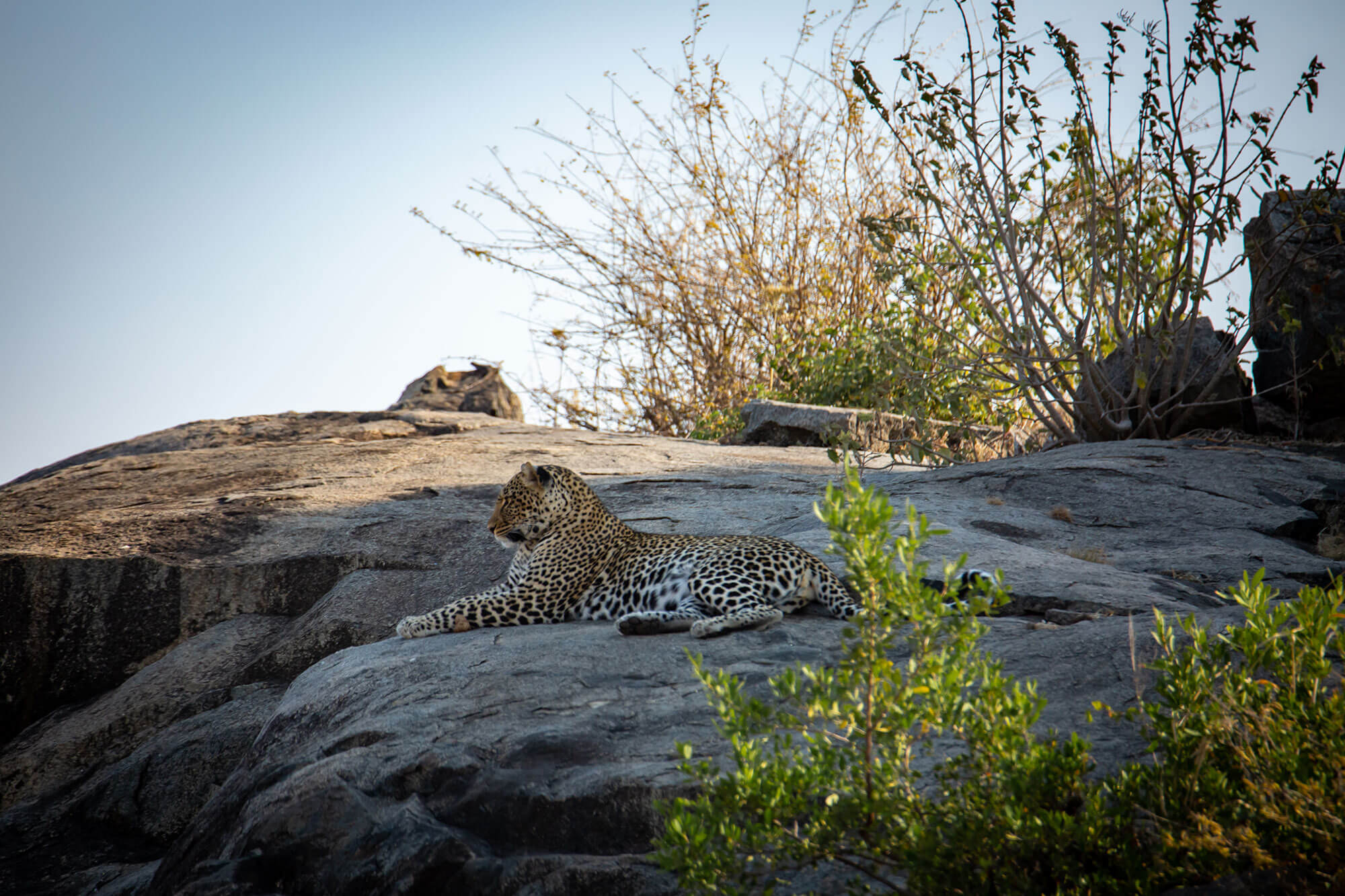 5 Day Serengeti Great Migration Safari