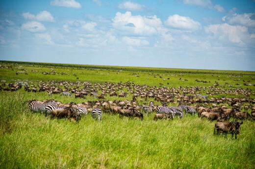 Serengeti great migration