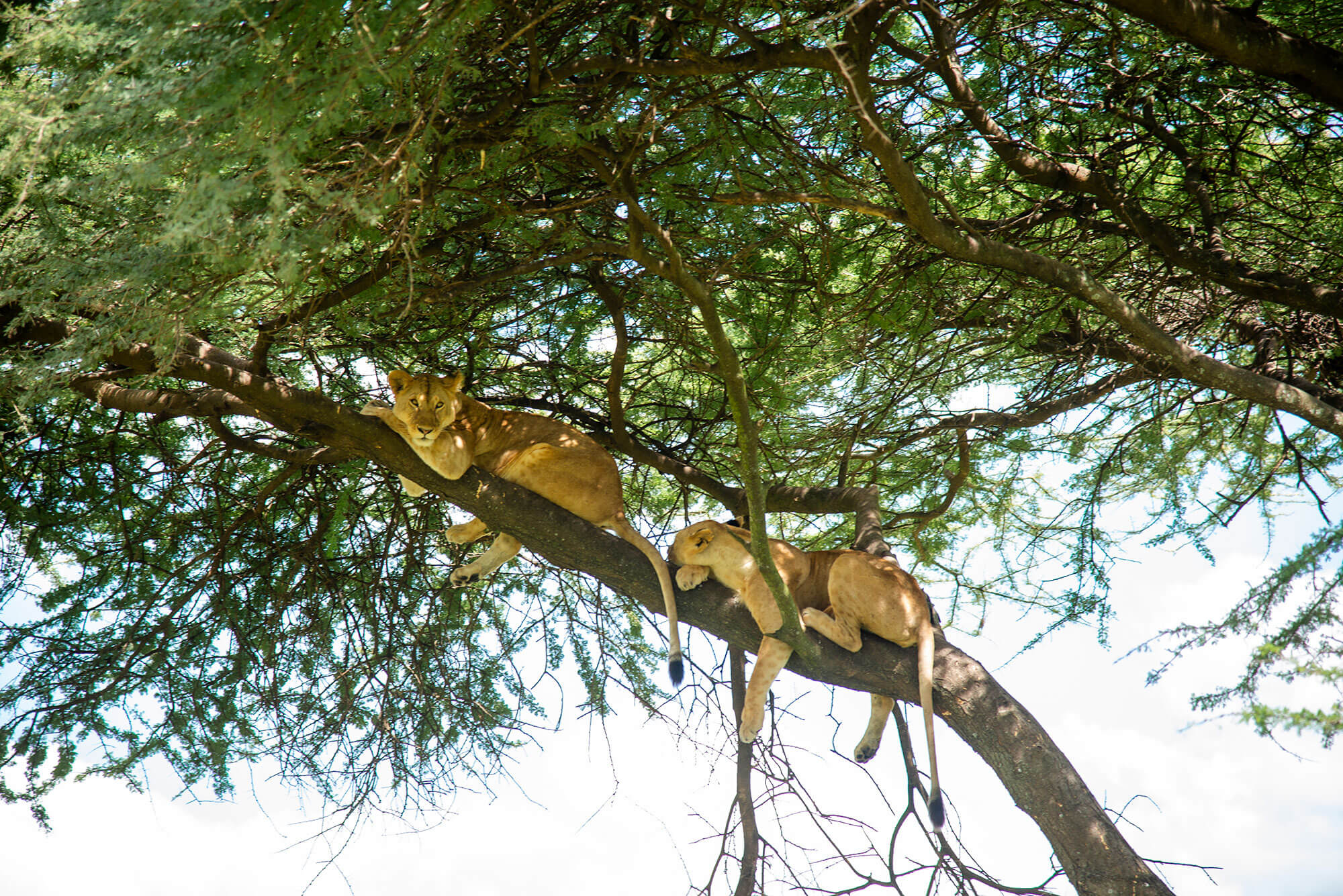 two Lions resting on top of a tree