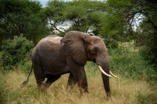 Queen Elizabeth Safari