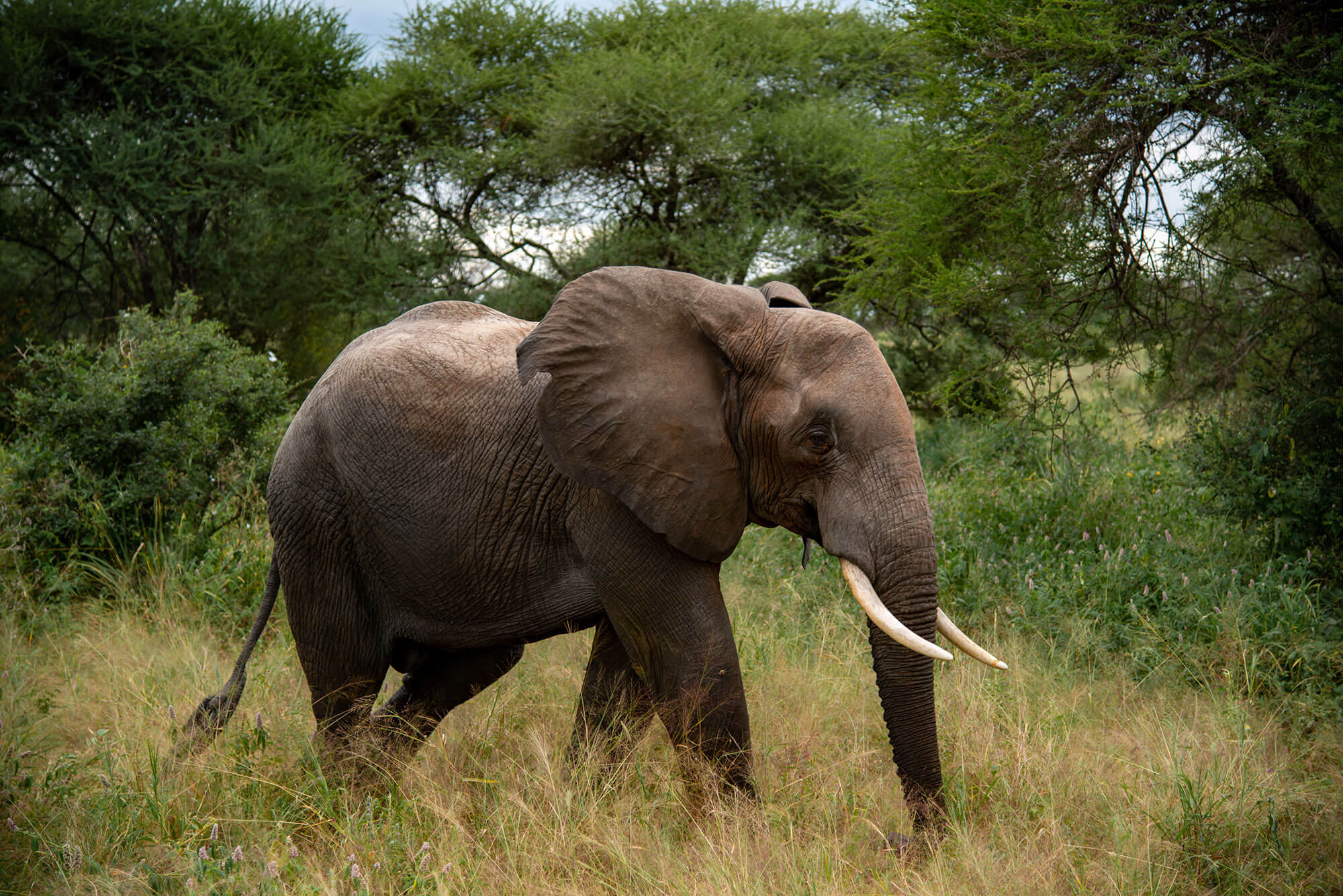 Queen Elizabeth Safari