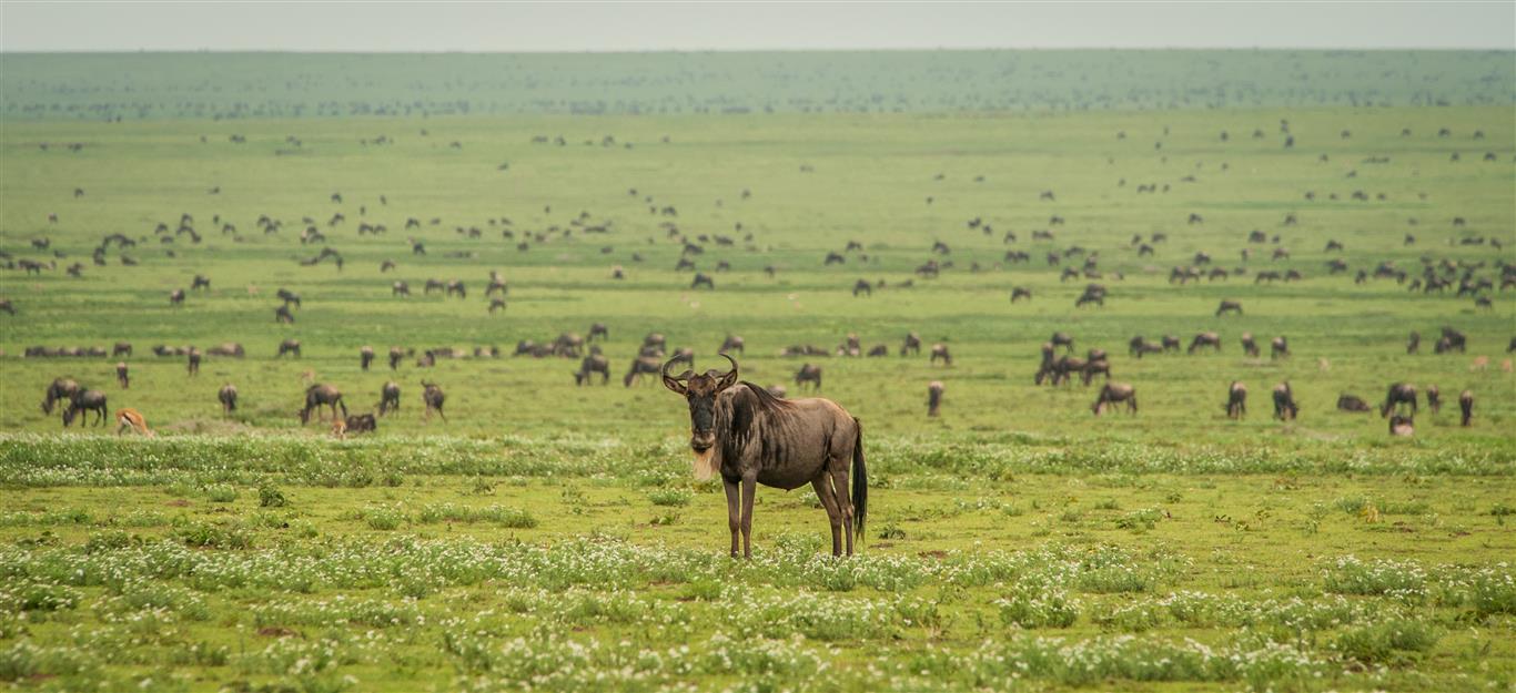 Ndutu