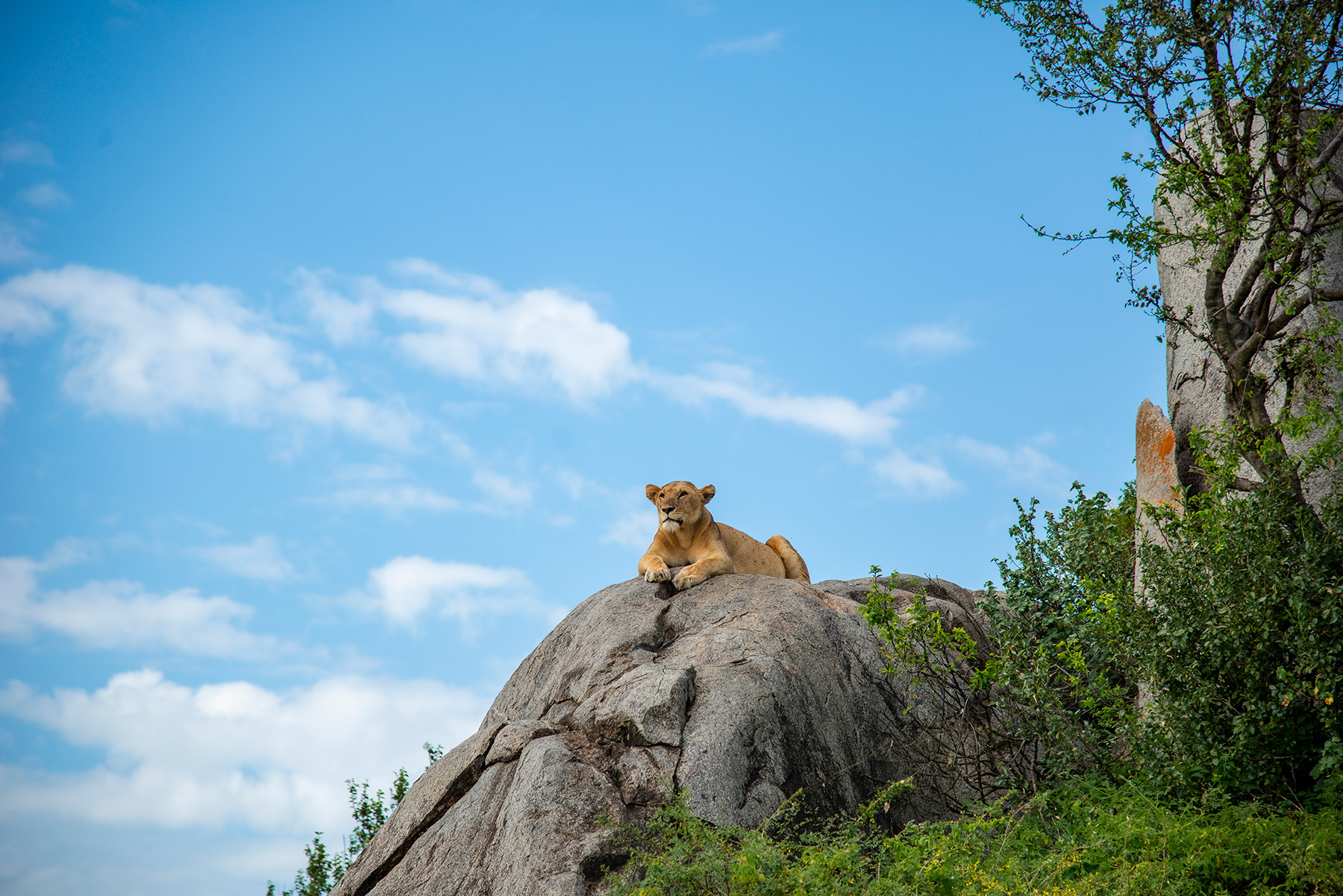 Lion on top of a rock at mbuzi mawe