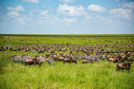 Great Wildebeest Migration Calvin Safari