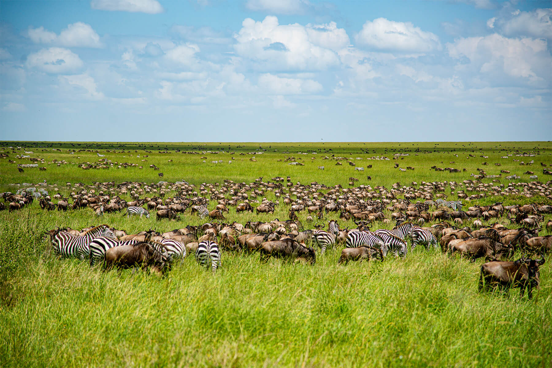 Great Wildebeest Migration Calvin Safari