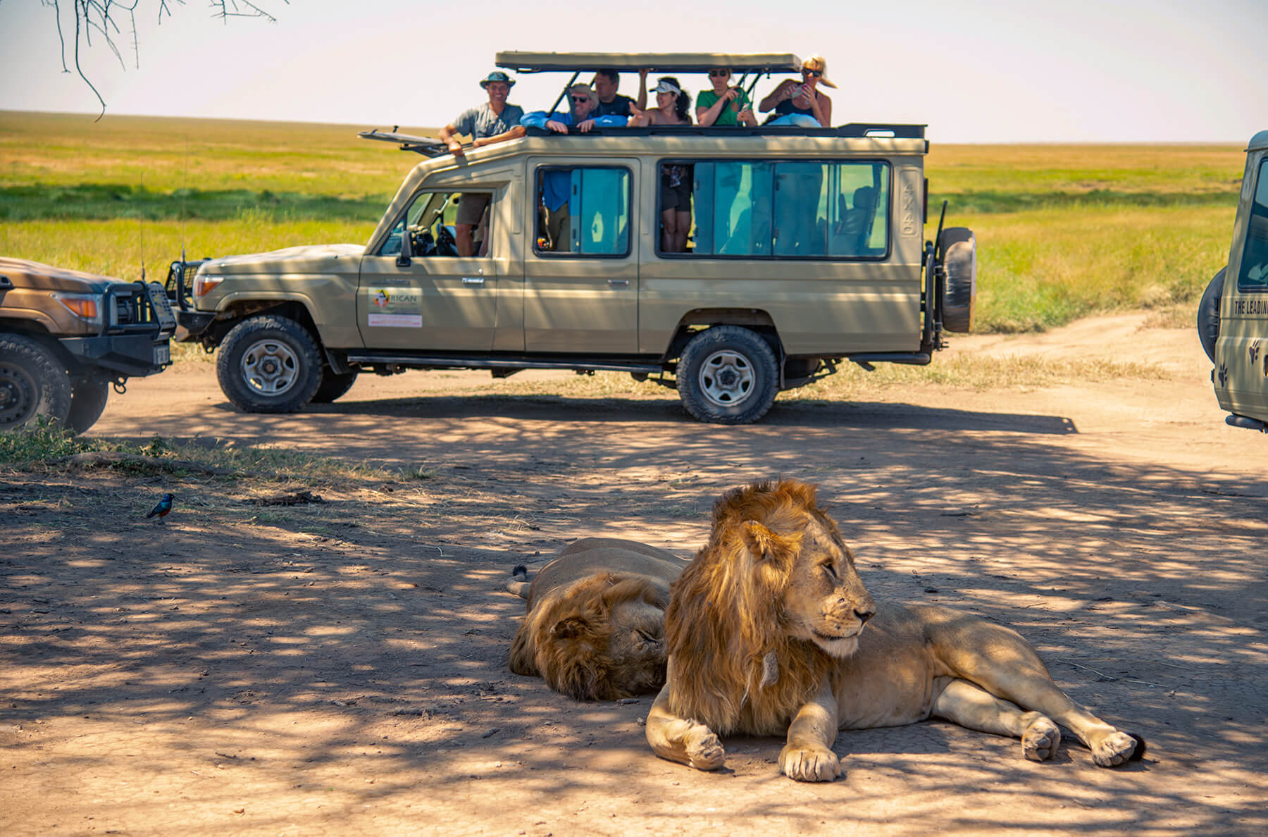 5 Days Tanzania Safari Experience