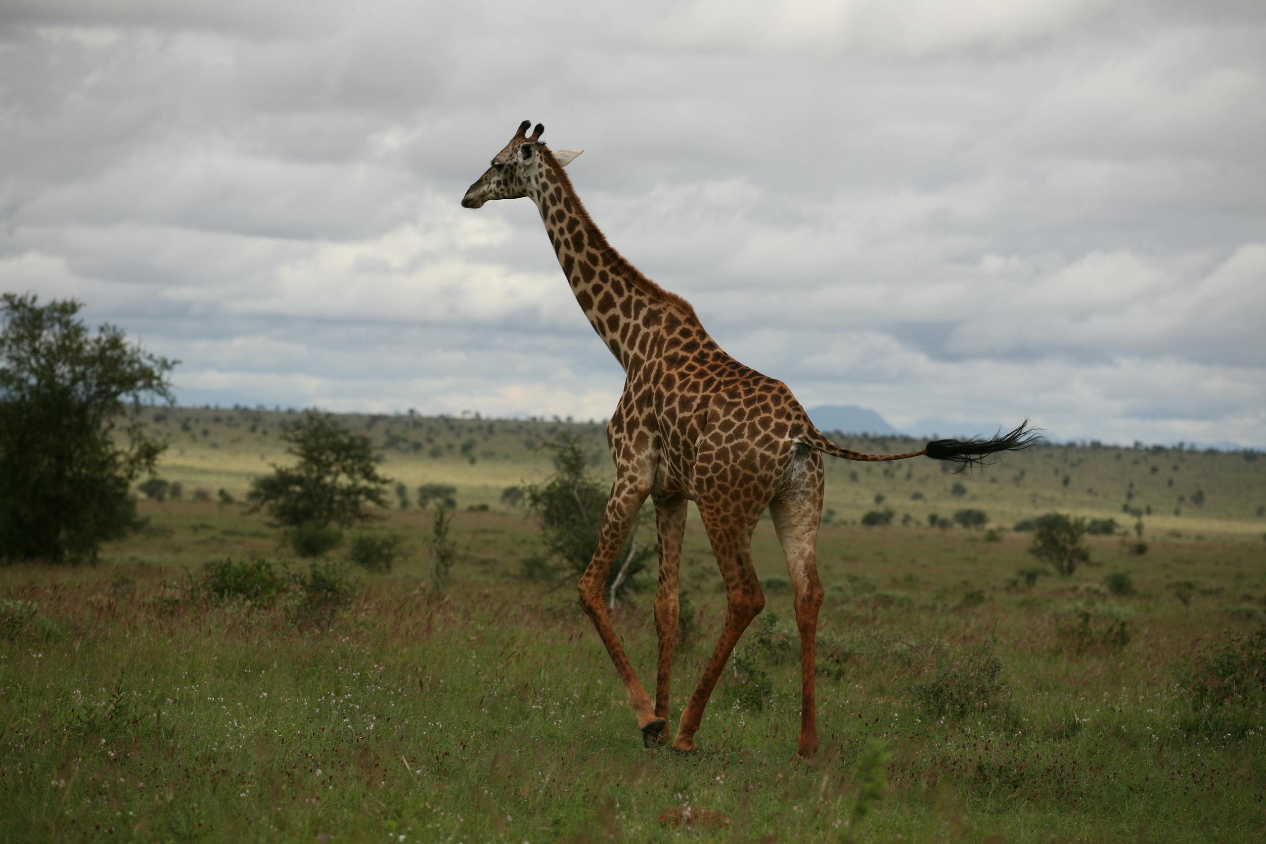 A giraffe walking in a field