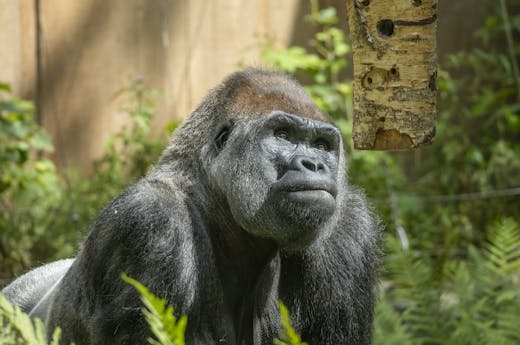 A Gorilla Staring at a Log