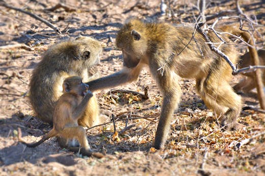 A Group of Baboons