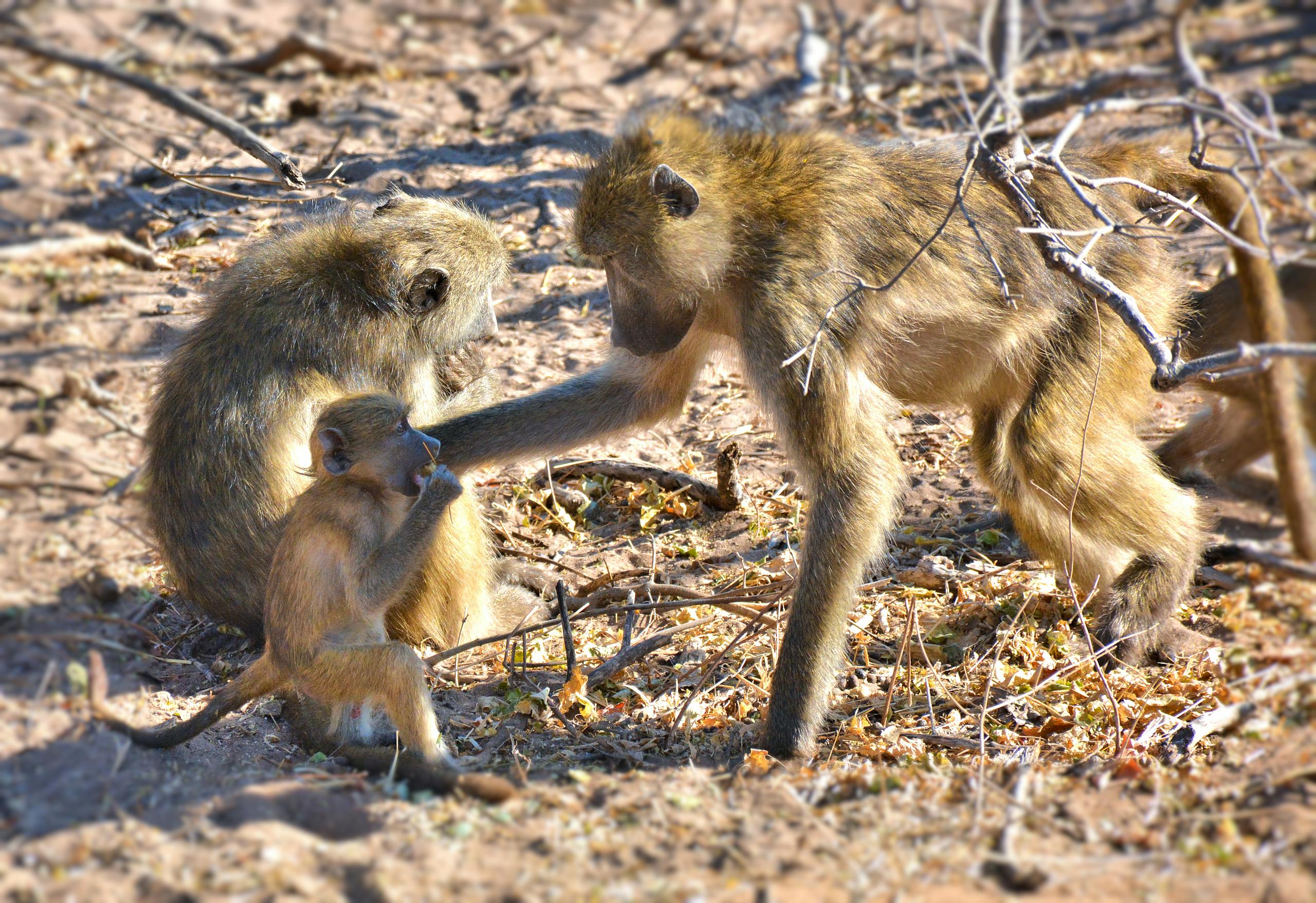 A Group of Baboons