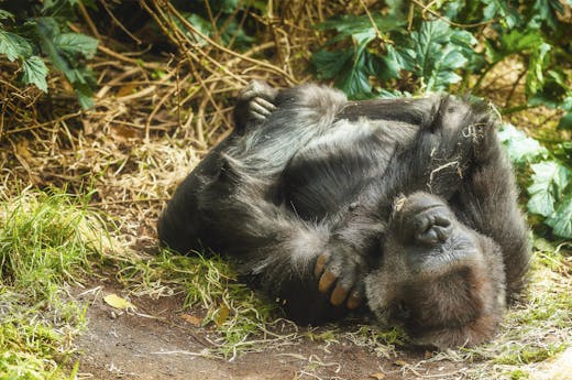 A Young Gorilla Sleeping on the Ground