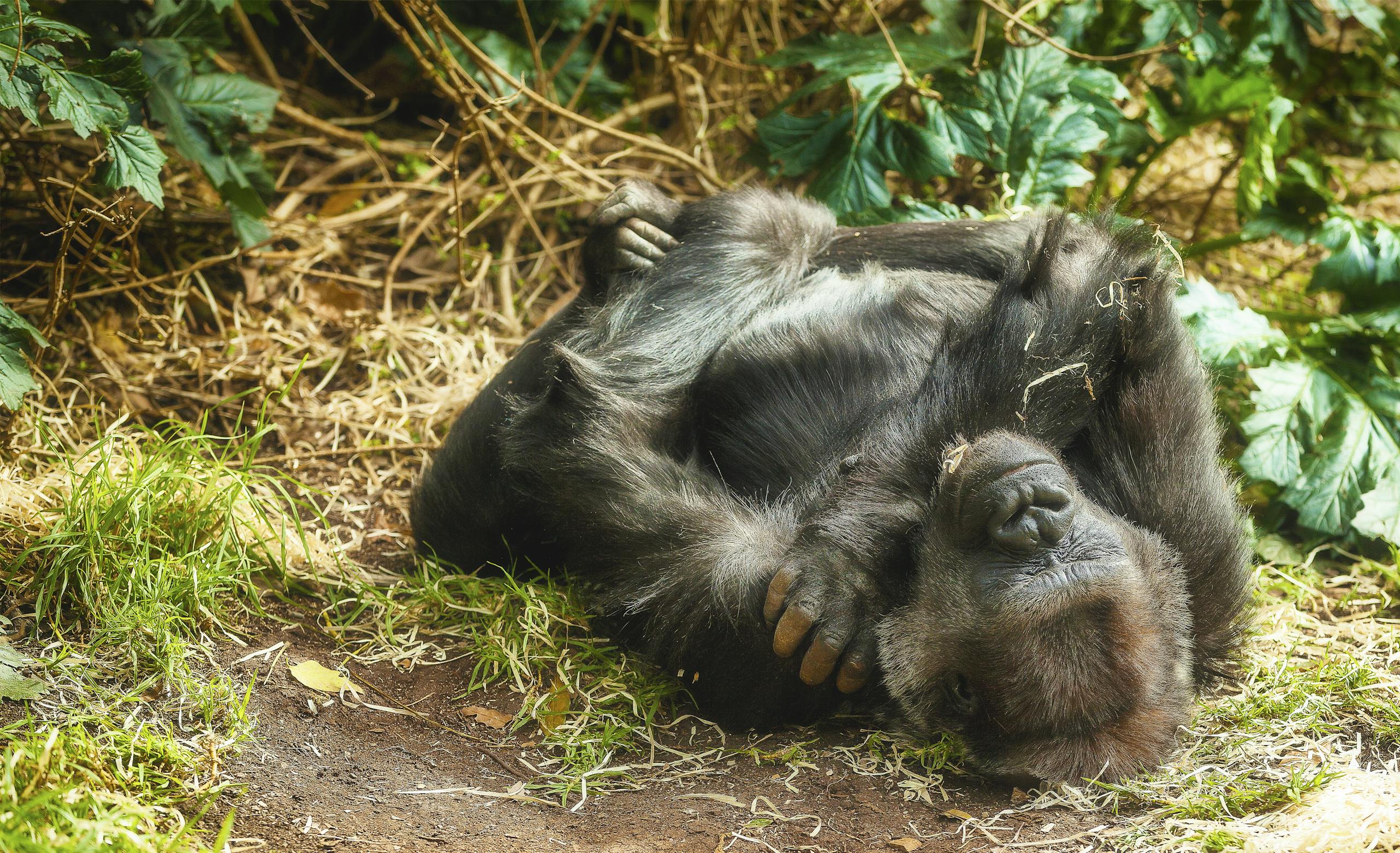 A Young Gorilla Sleeping on the Ground