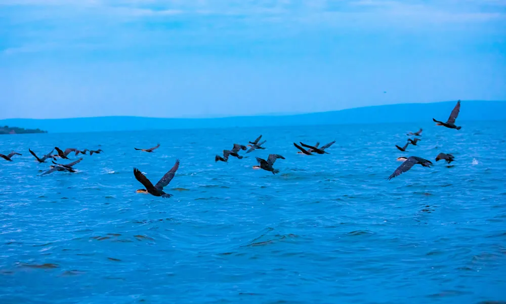 Birds flying at Lake Ihema