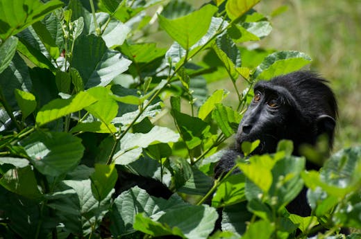 Black Gorilla Looking at the Green Leaves of a Plant