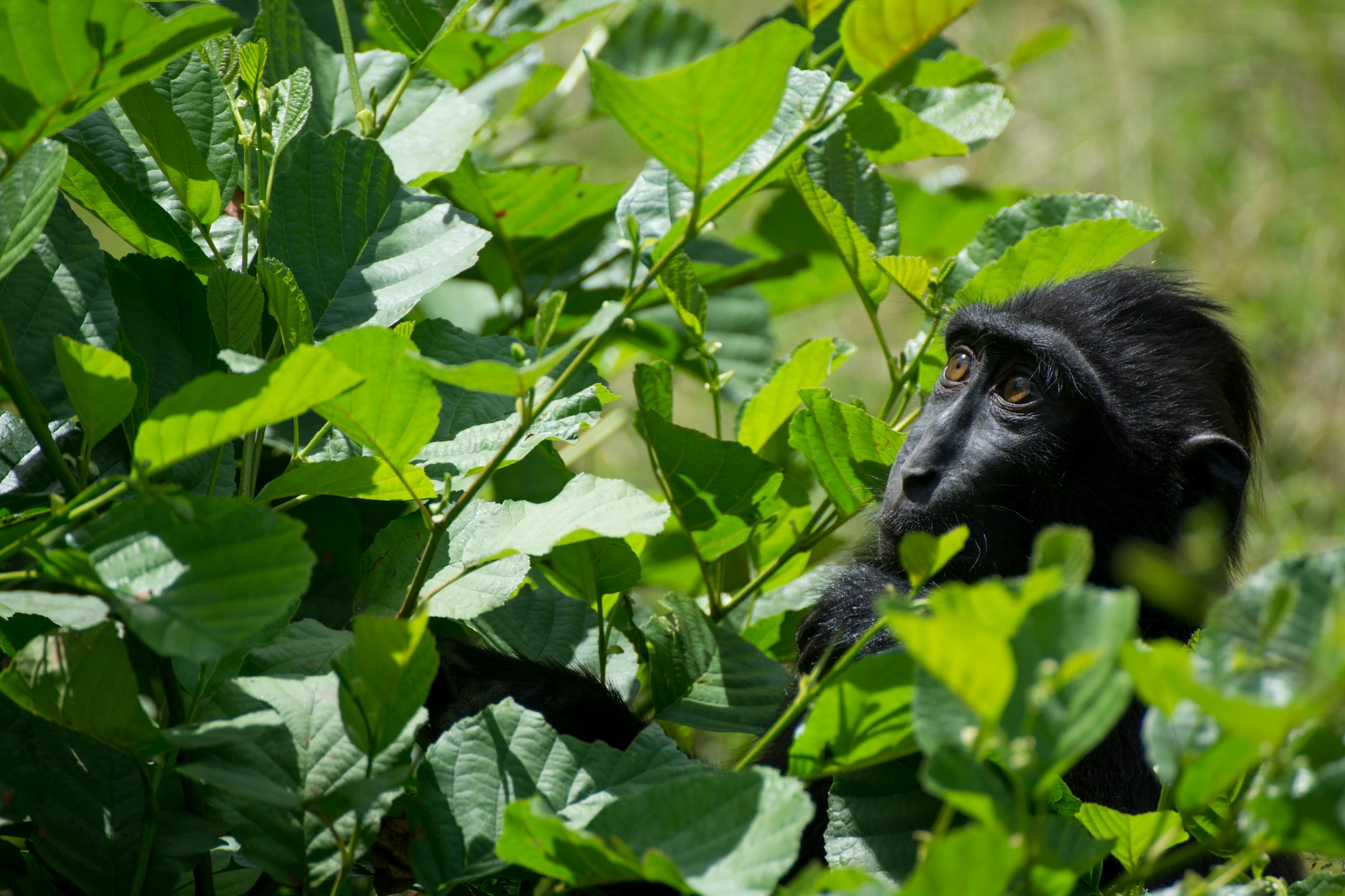 Black Gorilla Looking at the Green Leaves of a Plant