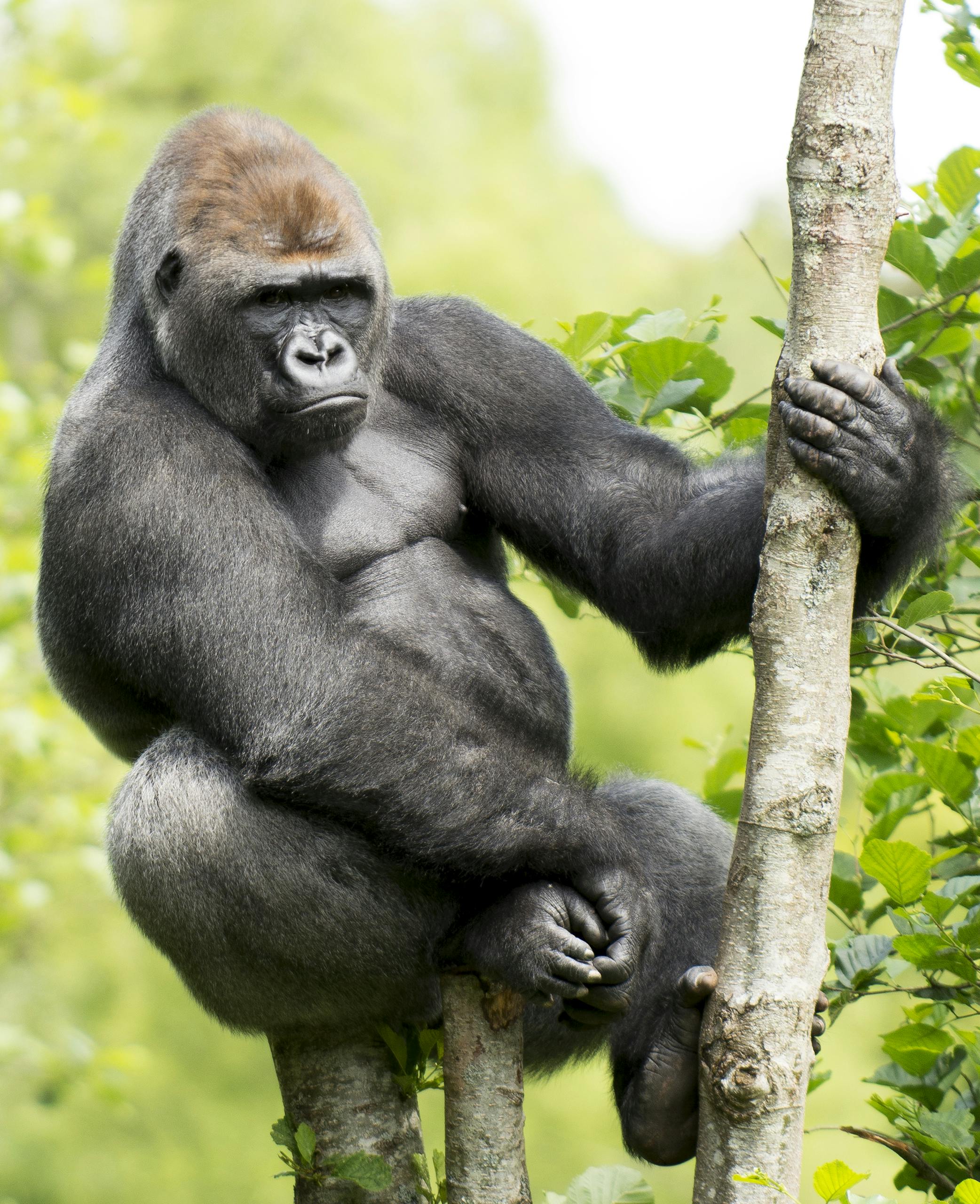 Gorilla Habituation Experience