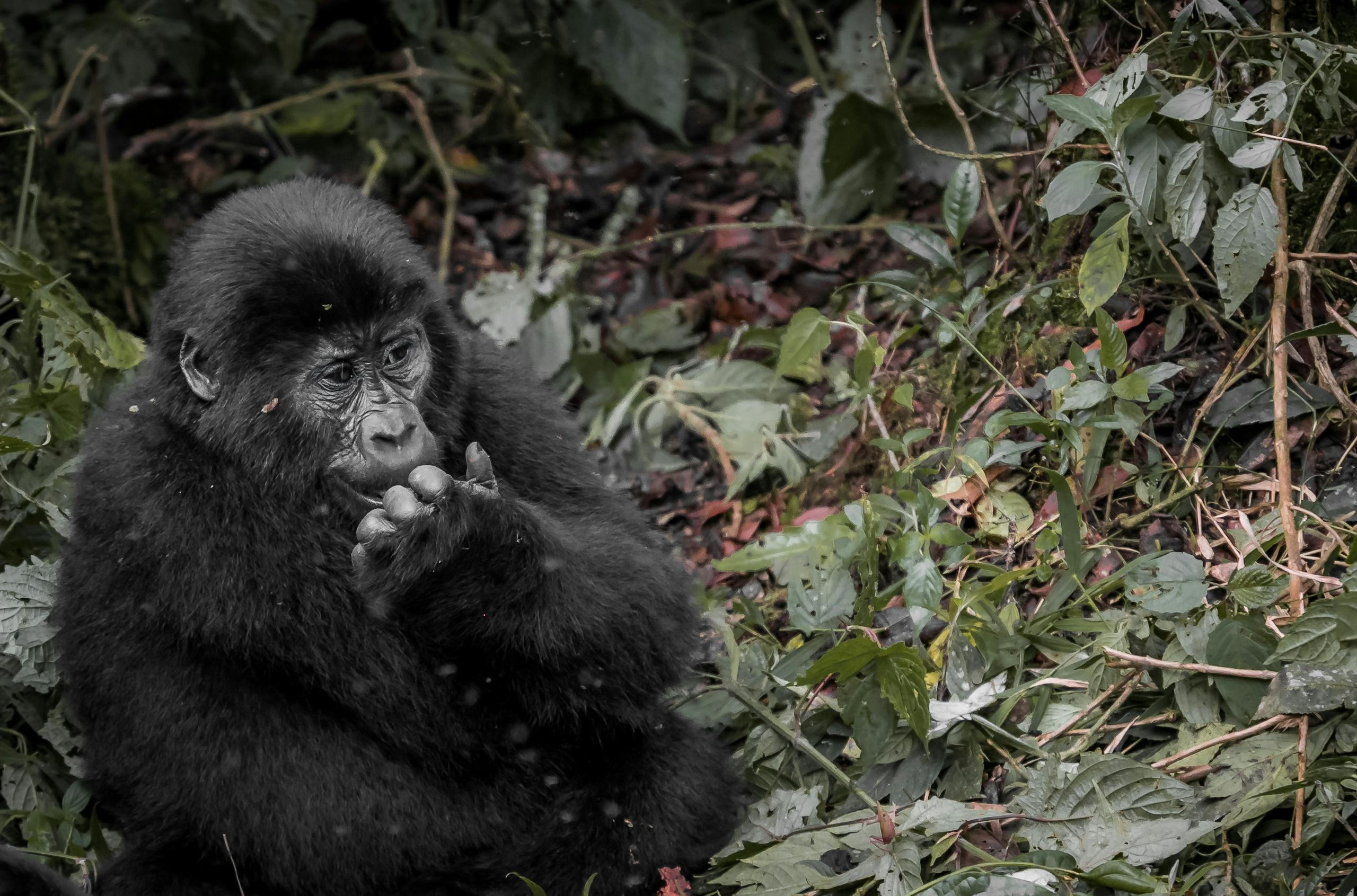 Black Gorilla Surrounded by Dried Fallen Leaves