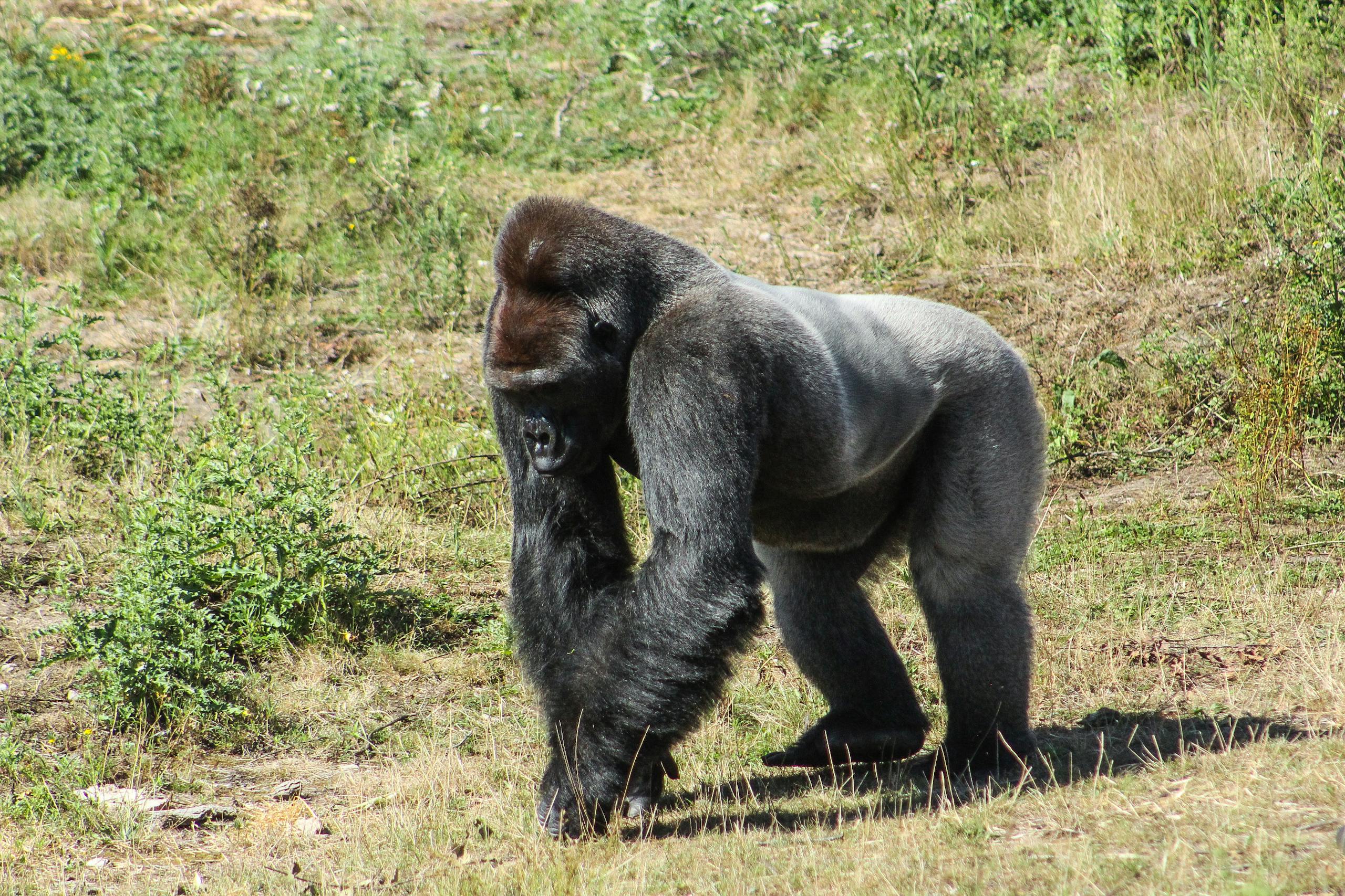 Black Gorilla Walking on Green Grass