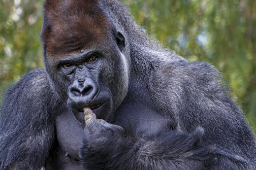 Close-up of a Gorilla