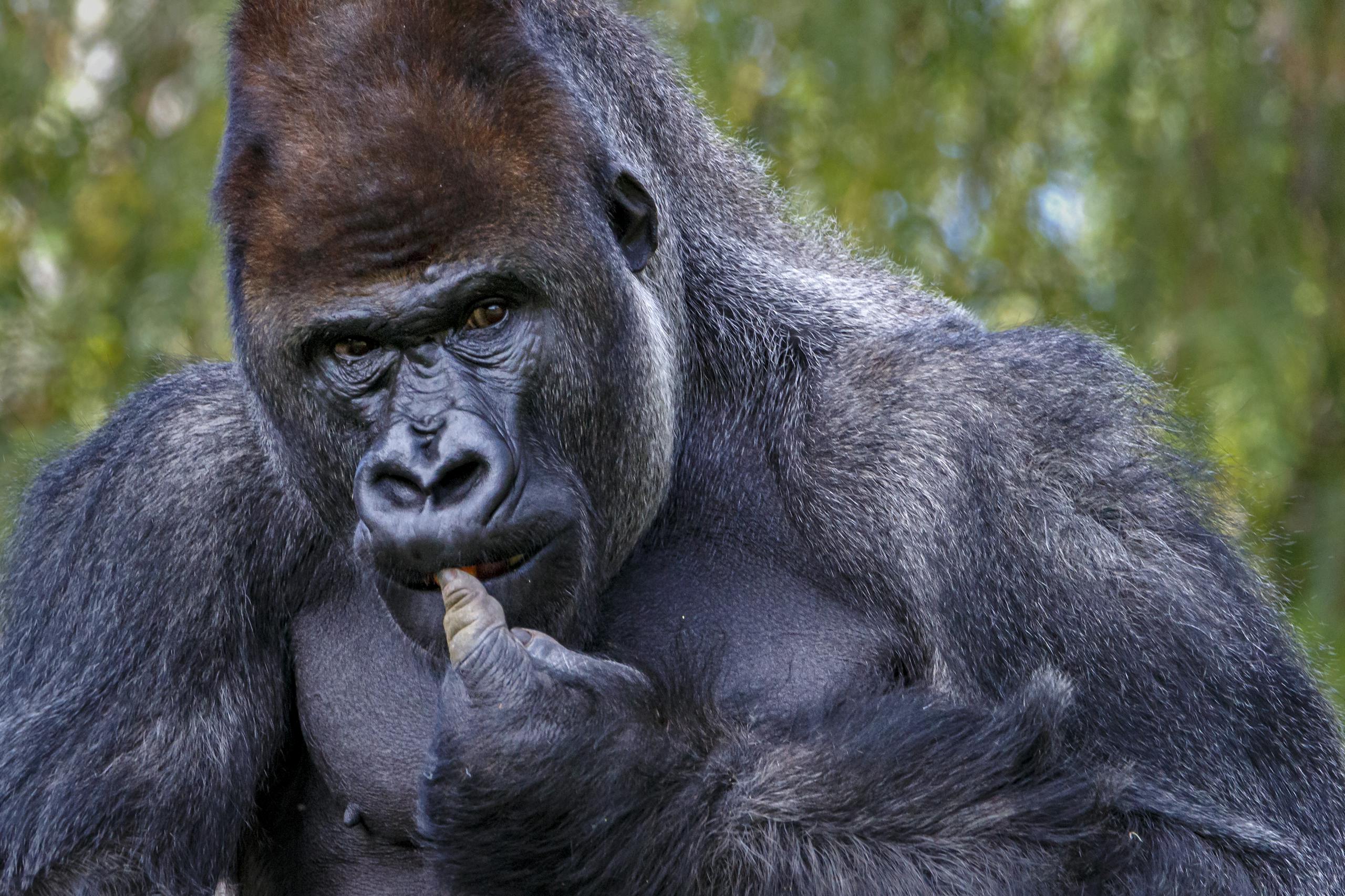 Close-up of a Gorilla