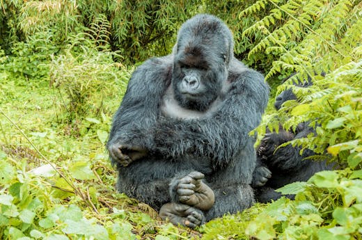 Close-up of an Ape