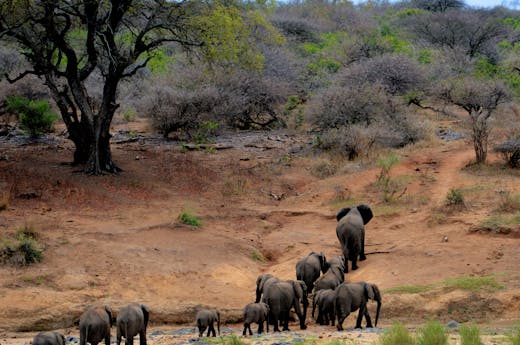 Elephants on Brown Mountain