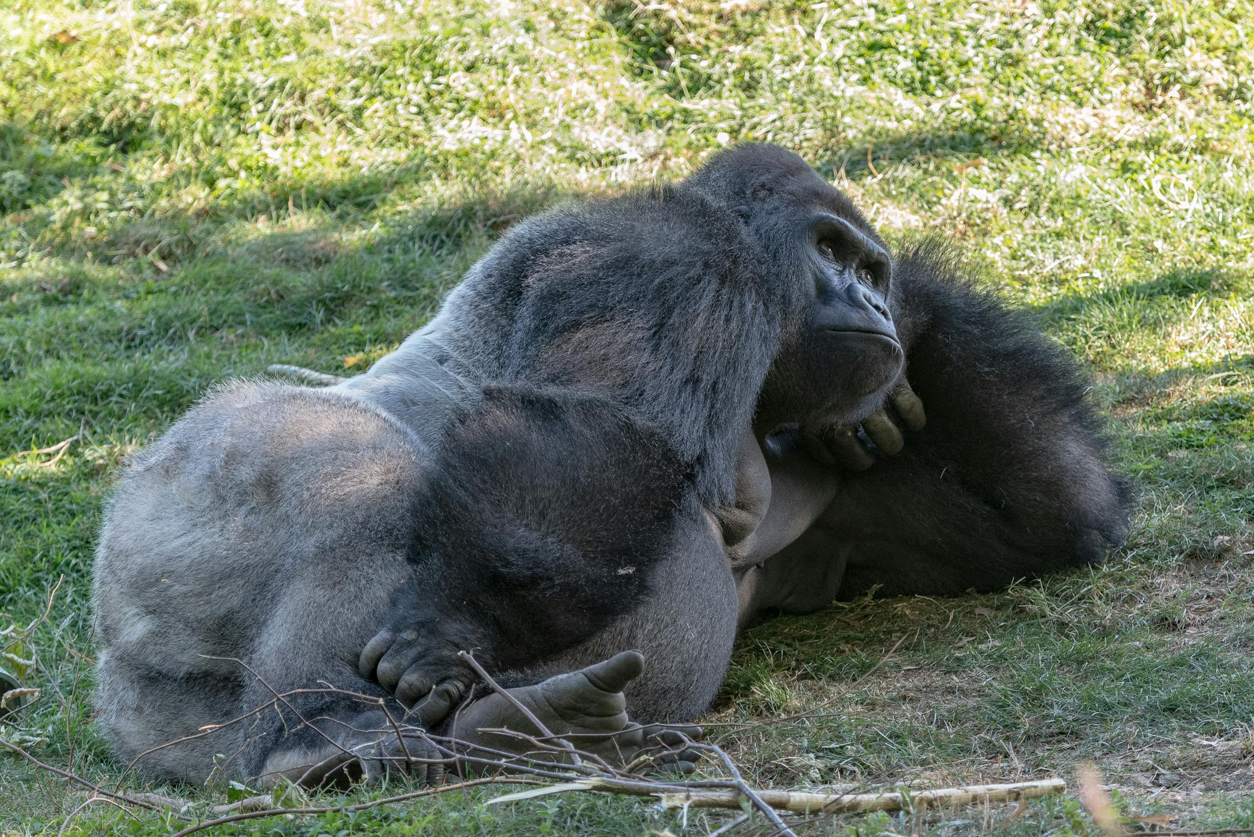 Gorilla Lying on Green Grass