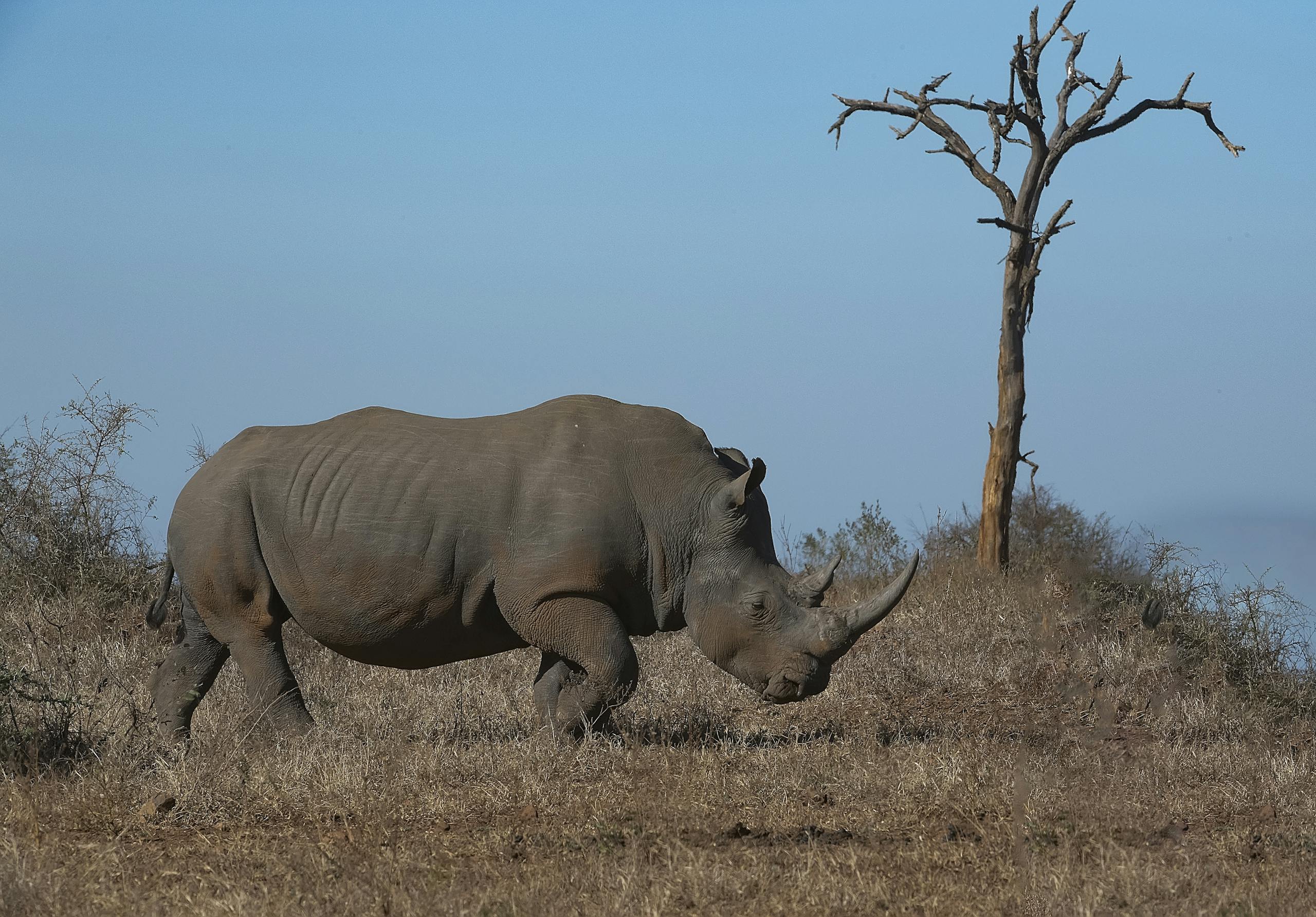 Ol Pejeta