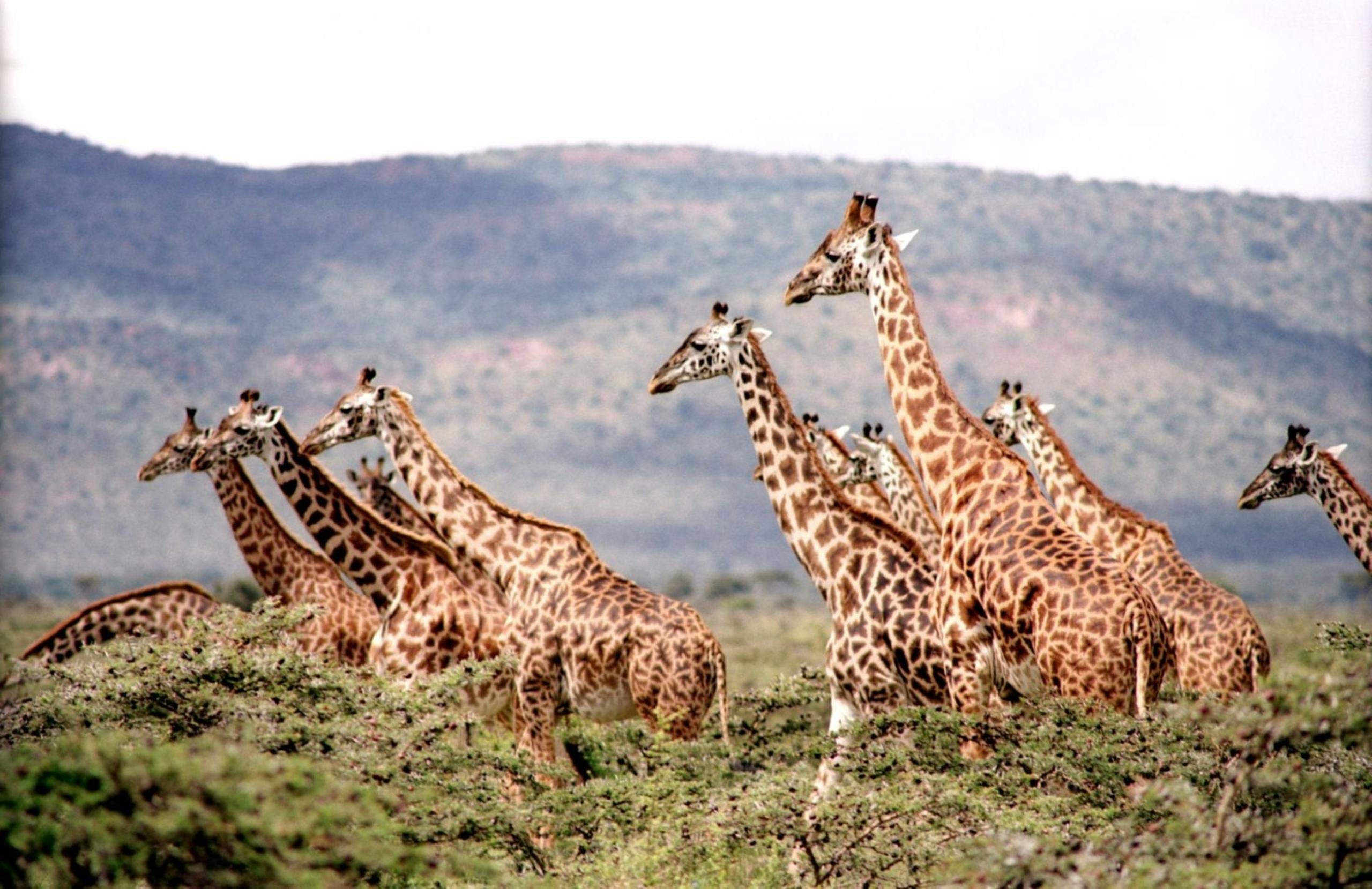 Amboseli National Park