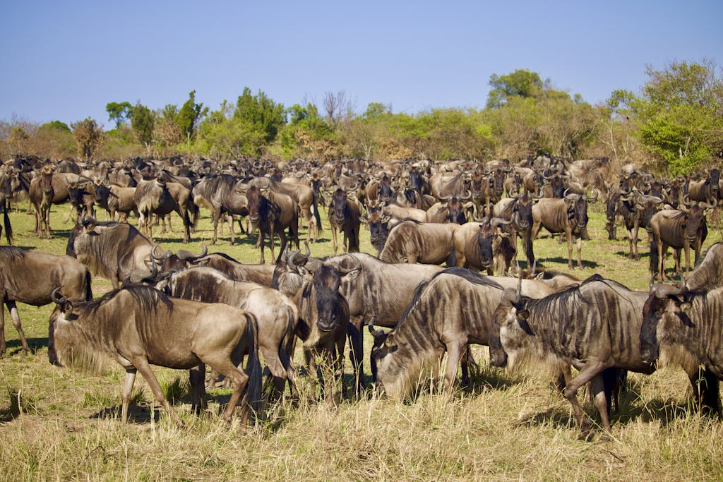 Herd of Wildebeest Standing on Green Grass Field