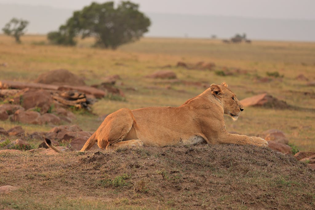 Lion Lying in Savanna