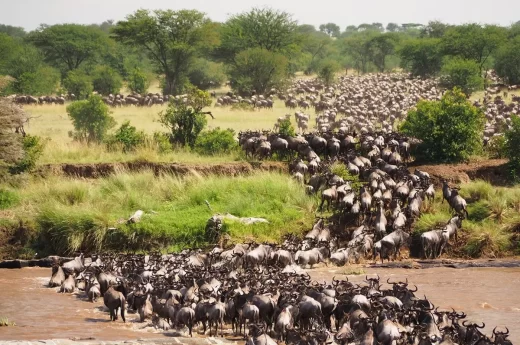 Great Wildebeest Migration