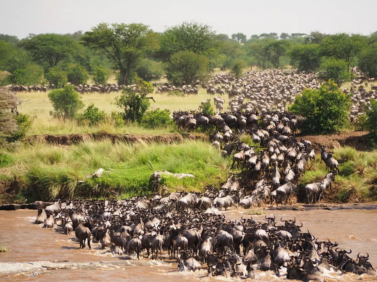 Great Wildebeest Migration